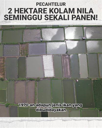 Fish Farming Techniques: A Guide to Nil Fish Cultivation