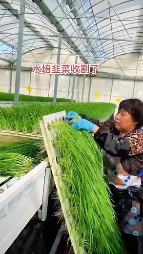 Hydroponic Farming in China: The Future of Sustainable Agriculture