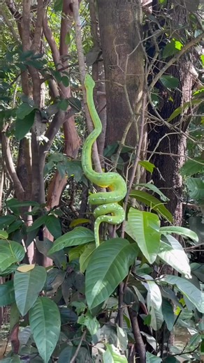 Boa Esmeralda de la cuenca amazónica. Corallus batesii #serpientes #datoscuriosos #naturalezasalvaje #petlovers #reptile #naturaleza | Herpetopedia