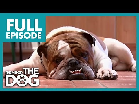 A Dog So Sex-Obsessed He Humps Everyone! | Full Episode | It's Me or the Dog