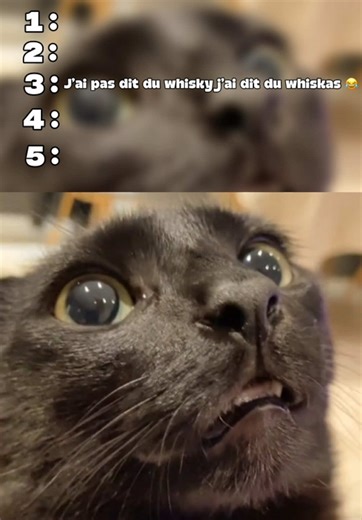 Top 5 meilleurs chats drôles sur Internet