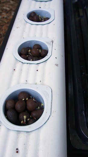 89K views · 1.4K reactions | Repurpose Yogurt Cups into Free Net Cups for #hydroponics in your #garden #diyprojects | Keep on Growin' | Facebook