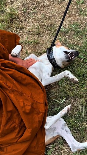 Aloka The Peace Dog