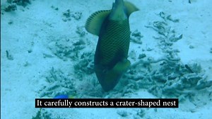 38 reactions | Daily logbook: Marine Biologist Jenni spotted this...