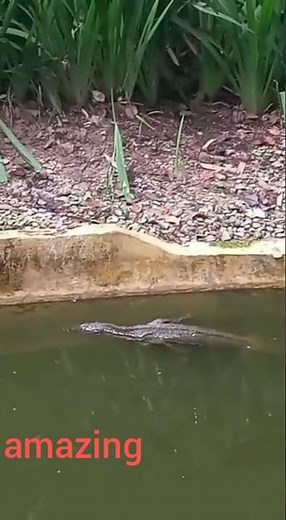 amazing of Earless monitor lizard
