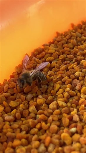 Busy Bees Carrying Pollen to Hive 🐝 | Close-Up