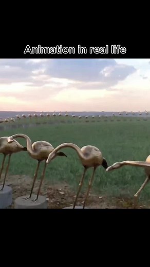 Exploring the Zoetrope: An Early Animation Device