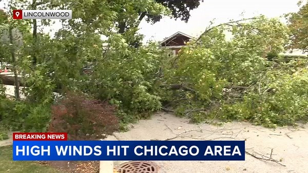 Trees knocked down amid high winds in Chicago area
