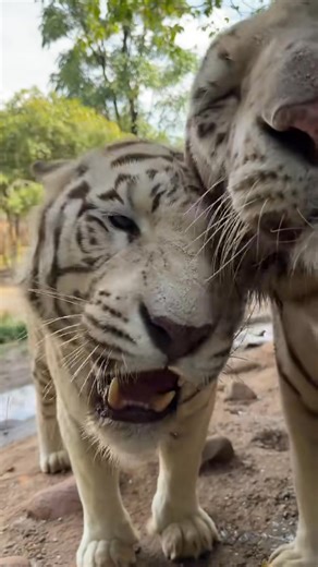 Lovely tiger | Zoom Zoo World
