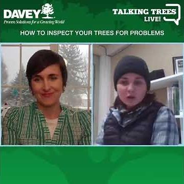 Tree Inspection Tips: Identifying Tree Problems & Things to Look For