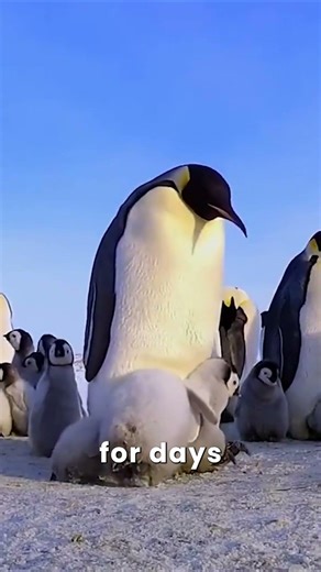 Penguins Walk 100 KM on Ice #shorts #penguins #animalfacts