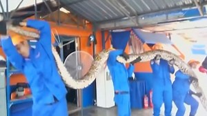 59K views · 563 reactions | Watch these four grown men try to lift this monster python, which, at 26 feet long, could very well be the largest in the world. STORY: fox13news.com/news/121397726-story | FOX 13 News - Tampa Bay | Facebook