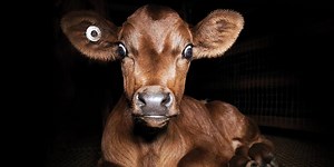 Dominion: A Poignant Film that Explores the Ethics of Animal Agriculture