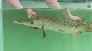 Crappie Fishing; Alligator Gar Population; Frog Gigging | Kentucky Afield