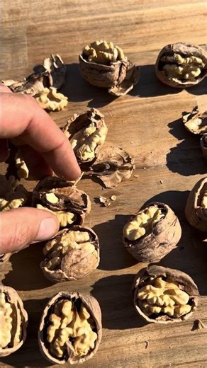 Drying certified organic Chandler walnuts. How I check if the walnuts are air dried. #organicwalnuts