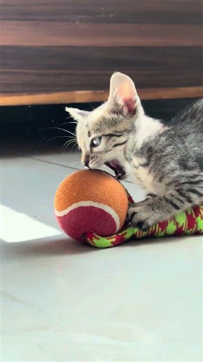 Why cats avoid the litter tray after a litter change