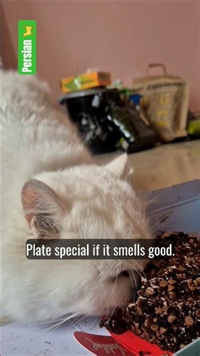 Cats eating cake is the cutest thing ever 🎂😸 #shorts #ytshorts #shortsfeed
