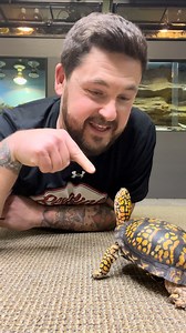 101K views · 23K reactions | BIG NEWS for OTIS!  @toad.ranch #otistheturtle #gardenstatetortoise #turtlesofinstagram #famousturtle #famouspets #famousanimals #turtles #boxturtle #babyturtle #reptilecage #animalhabitat #habitats #terrarium #vivarium #funnypets #funnyanimals | Garden State Tortoise | Facebook