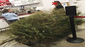 Man irate after Costco lets woman return dead Christmas tree in January