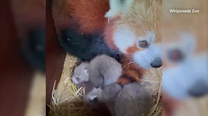 Endangered red panda twins born at British zoo