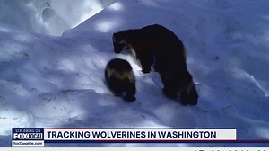 Wolverine Research Underway in Cascades