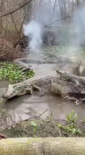 Leopard Slaps Monkey, Monkey Retaliates with Firecracker in Leopard’s Mouth! | Hilarious Wild Moment
