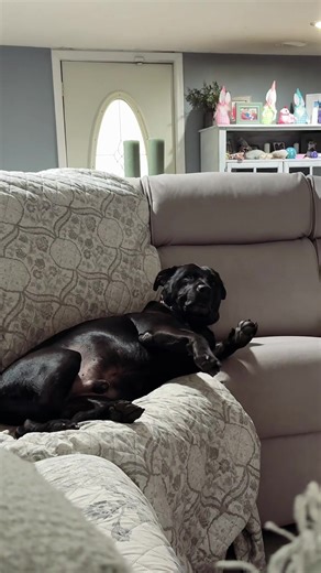 ophelia 🦋 (@shoelover99)’s video of dog