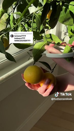 Hudson and Oak on TikTok