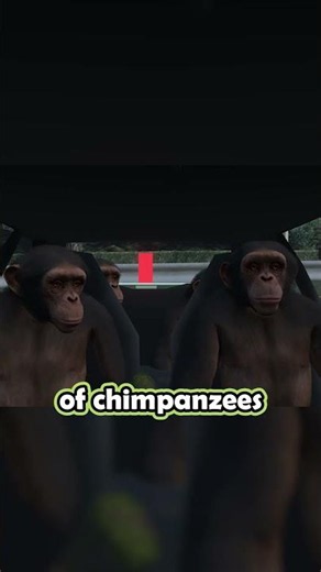 The Chimpanzee Accident...