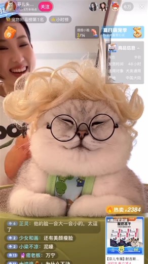 My cat is bing famous for many time #shorts #喵哥是萌新 #cat #funny #catvideos