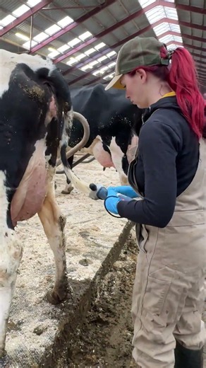 Daily Udder Hygiene on a Working Dairy Farm 🐄 Routine