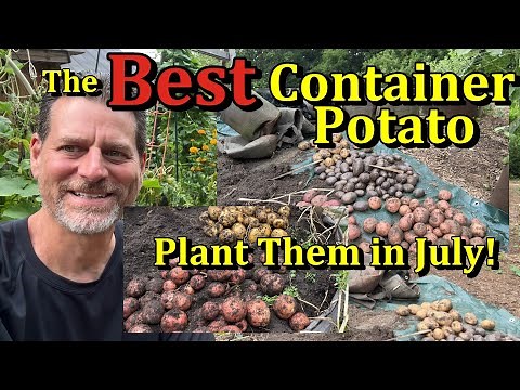 How to Plant 'July' Container Potatoes & Harvest Examples (The Best Container Potato to Plant)