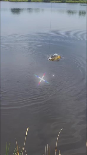 #CoD_Baits #karpfen #angel #karpfenangeln