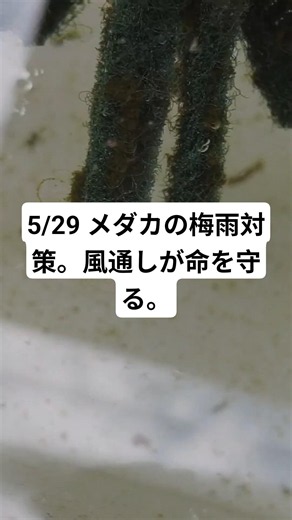 5/29 Medaka Rainy Season Tips: Airflow Saves Lives. #Medaka #MedakaKeeping #MyMethod #RainySeason...
