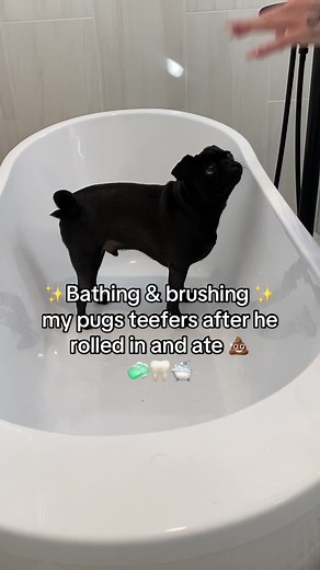 Oh to be a dog mom and have a freshly clean pup🥹 #dogmom #pug #dogbath #cleanpup #fypツ #foryoupage #dogcommunity #dogmomthings #fyp #dogsoftiktok #pugsoftiktok #dogmomlife #pug #bathroutine #cleantok