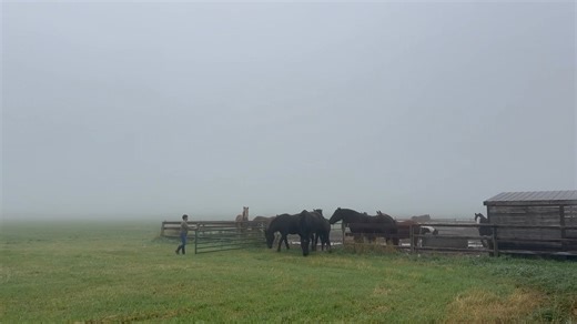 89K views · 5.3K reactions | This is what you support when you make a donation to 1 Horse At A Time! Happy draft horses - each one of them here for a reason. This is the herd being turned out into the big field last Saturday morning and they loved it ❤️❤️ #thisisrescue #percheron #belgiandrafthorse #sanctuary | 1 Horse At A Time Draft Horse Rescue | Facebook