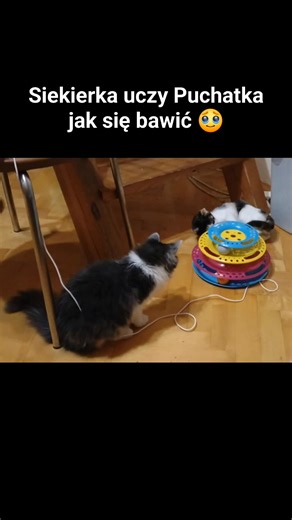 Spotkali się w bezdomności. On traci apetyt, ona boi się być sama. Właśnie się poznają w domu tymczasowym. Siekierka pokazuje Puchatkowi jak się bawić 🥹 bo, pomimo że jest od niej starszy około miesiąc zupełne tego nie umie. Mamy nadzieję że w towarzystwie odzyska apetyt, a ona szaloną energię ♥️ Oboje szukają domów. Siekierka potrzebuje innego kota, Puchatek poradzi sobie jeśli będzie tylko człowiek. FIV/FeLV ujemne Siekierka (4 m-ce )już po szczepieniu. Puchatek (5 m-cy ) dopiero przed. W spr