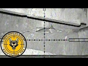 “100% Accuracy Rat Hunt – Every Shot a Perfect Kill!” | Perfect Kill Shots | The Rat Slayer