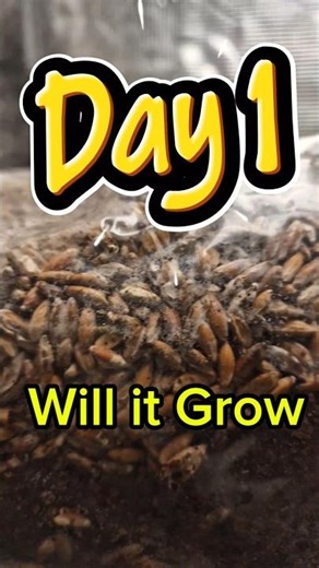 Building a Mushroom Empire Starting Today #mycology #entrepreneurship #farming