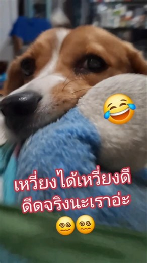 ​​"นี่หมาหรือพายุทอร์นาโด สะบัดจนหูปลิว😂"Shaking things up (Literally) 🧸 #funny #pets #beagle #ตลก