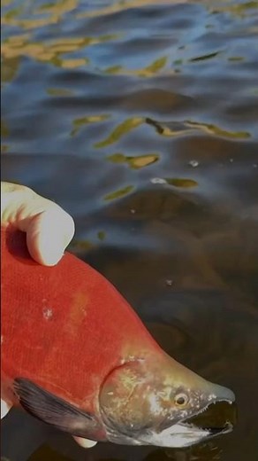Catching KOKANEE SALMON on Hair Jigs!! #kokanee #fishing #coloradofishing