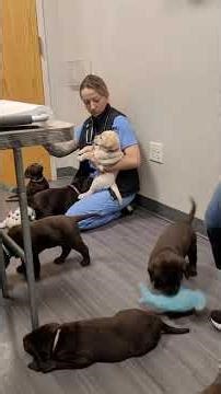 Playtime at the Vet! 🥳🐶 #cutepuppies #puppyplaying #labpuppies #puppy #vetvisit #adorably #labrador