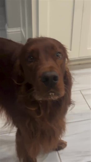Not cool mom… . 🎥: @rudy_the_irish_setter | Irish Setter Lovers