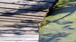 Beavers Blocking Swamp Exits, SwampWalk Needs to be Raised