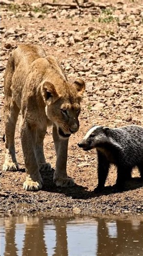 Lion Vs Honey badger