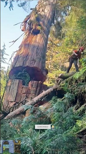 Incredible Skill in Cutting Down a Massive Tree
