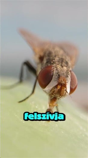 Ezért undorító, ha légy száll a kajára #fly #állatok