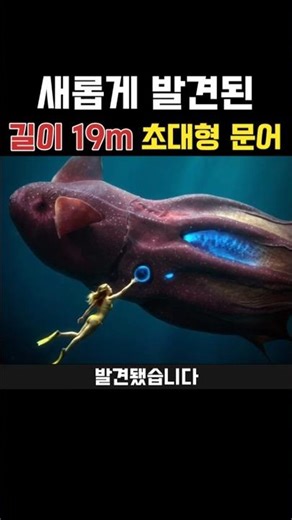 Newly discovered 19m long giant octopus