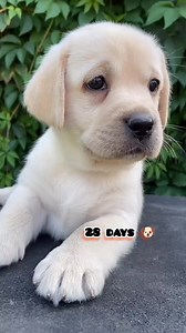 364K views · 10K reactions | Labrador puppy transformation | beautiful Beasts | Facebook