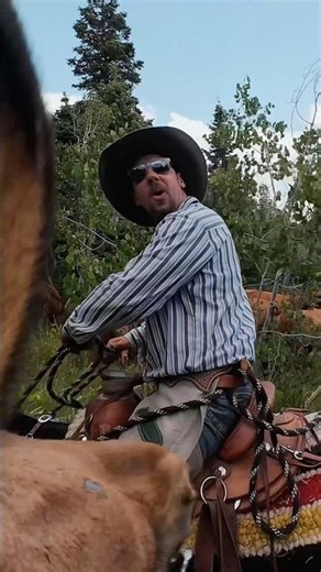 Cattle Drive With MULES?! #Western #Cowboy #CattleDrive #Horses #Mules